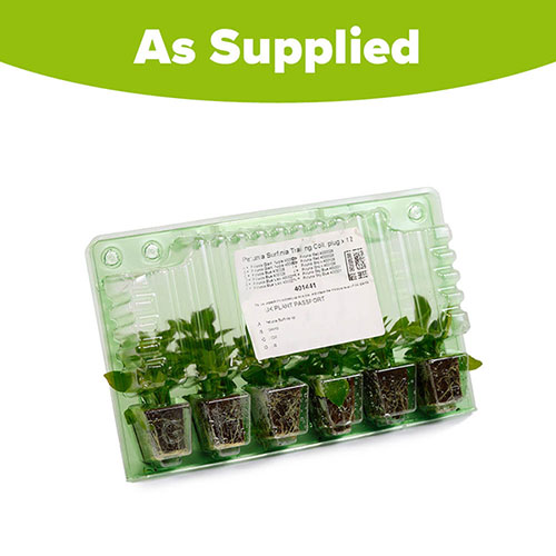 Surfinia Petunia Collection