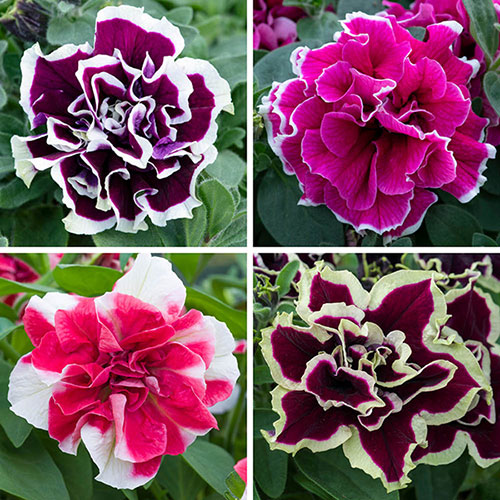 Tumbelina Ruffles Collection Tumbelina Ruffles Collection