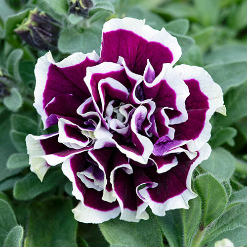 Tumbelina Ruffles Collection Tumbelina Ruffles Collection