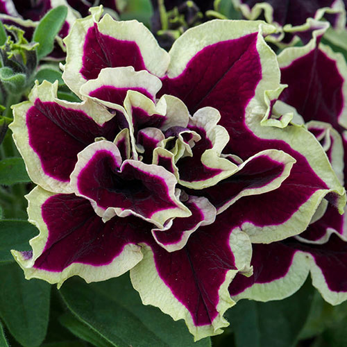 Tumbelina Ruffles Collection Tumbelina Ruffles Collection