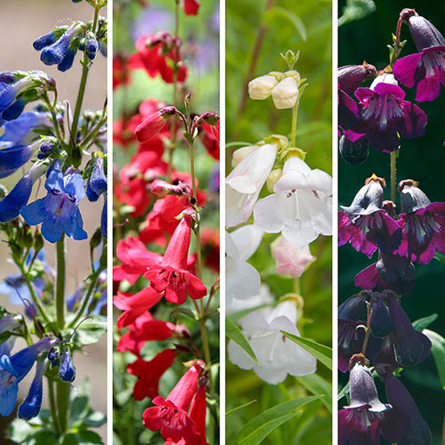Penstemon Hardy Perennial Collection Penstemon Hardy Perennial Collection