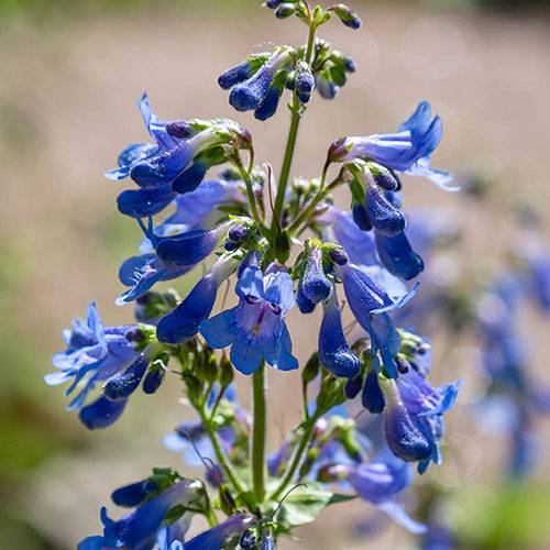 Penstemon Hardy Perennial Collection Penstemon Hardy Perennial Collection