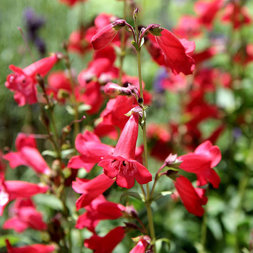 Penstemon Hardy Perennial Collection Penstemon Hardy Perennial Collection