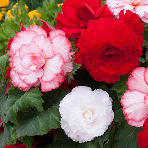 Begonia Majestic Romance Mixed 