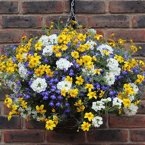 Sherbet Lemon Mix Sherbet Lemon Mix