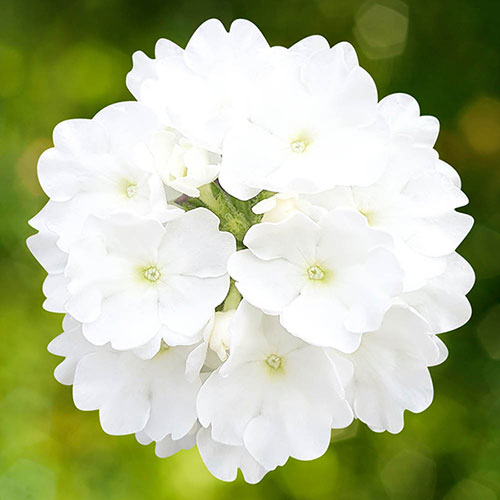 Sherbet Lemon Mix Sherbet Lemon Mix