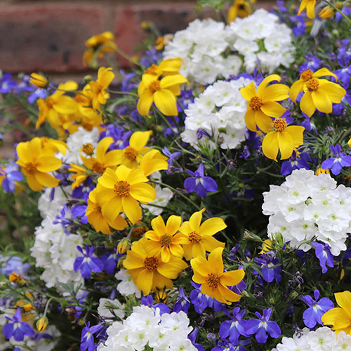 Sherbet Lemon Mix Sherbet Lemon Mix