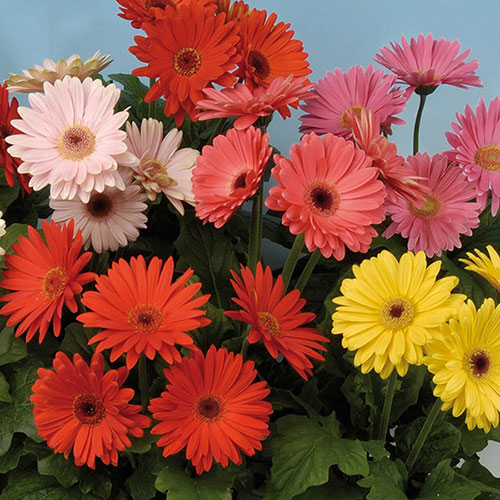 Gerbera Mega Revolution Mix Gerbera Mega Revolution Mix