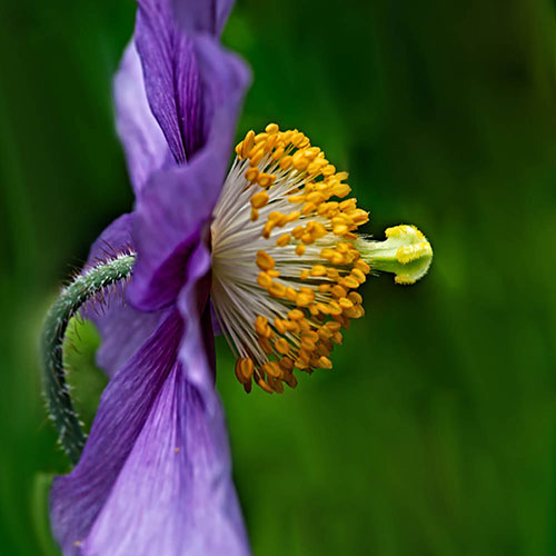 Meconopsis Hensol Violet Meconopsis Hensol Violet