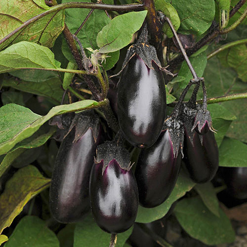 Aubergine Patio Baby Aubergine Patio Baby