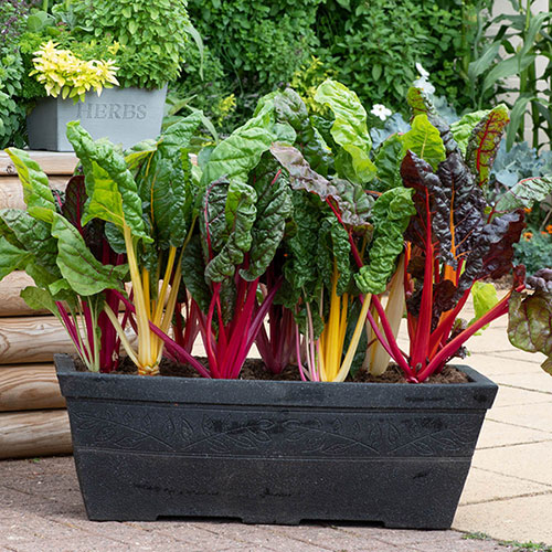 Swiss Chard Bright Lights Swiss Chard Bright Lights