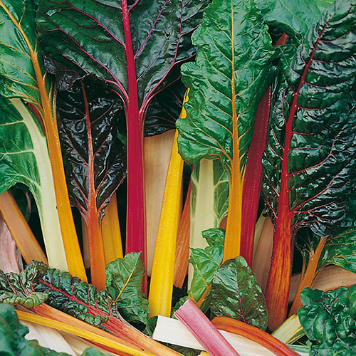 Swiss Chard Bright Lights Swiss Chard Bright Lights