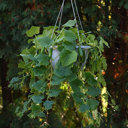 Cucumber Quick Snack 