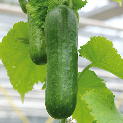 Cucumber Picolino 