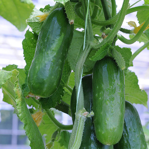 Cucumber Picolino 