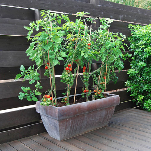 Tomato Gardeners Delight 