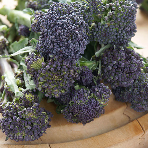 Broccoli Burgundy Broccoli Burgundy