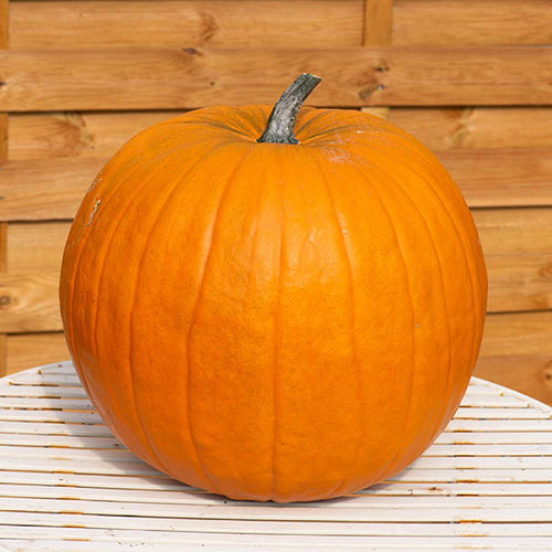 Pumpkin Atlantic Giant Pumpkin Atlantic Giant
