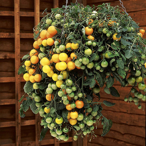 Tomato Tumbling Tom Yellow 