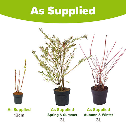 Salix Flamingo Willow Bush Salix Flamingo Willow Bush