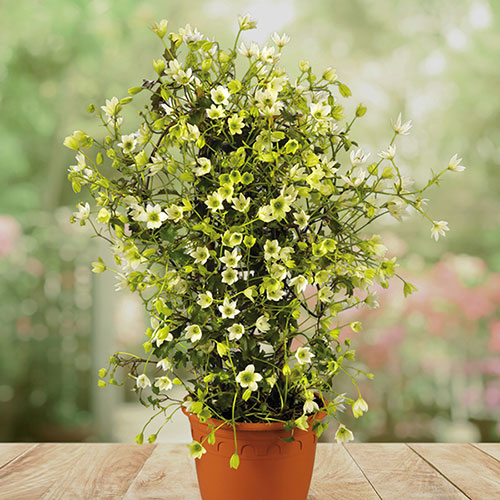 Evergreen Clematis Michiko