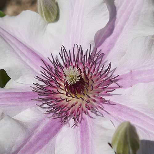 Patio Clematis Ithemba Patio Clematis Ithemba