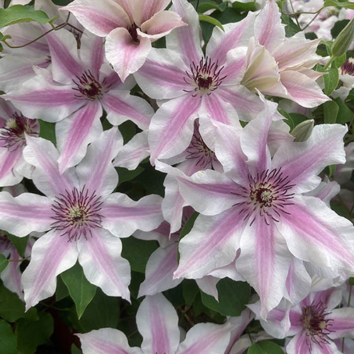 Patio Clematis Ithemba Patio Clematis Ithemba