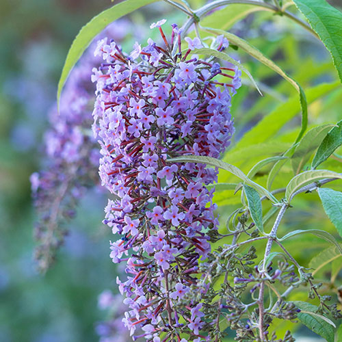 Buddleia Wisteria Lane 9cm 
