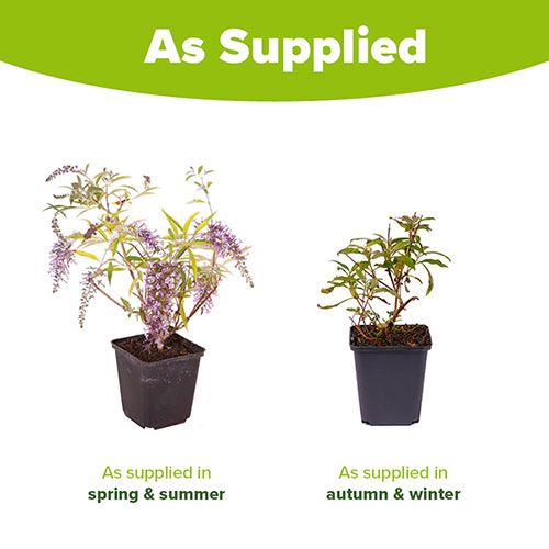 Butterfly Bush Buddleia davidii Wisteria Lane Butterfly Bush Buddleia davidii Wisteria Lane