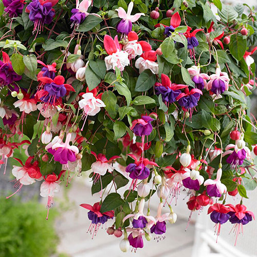 Fuchsia Trailing Collection 