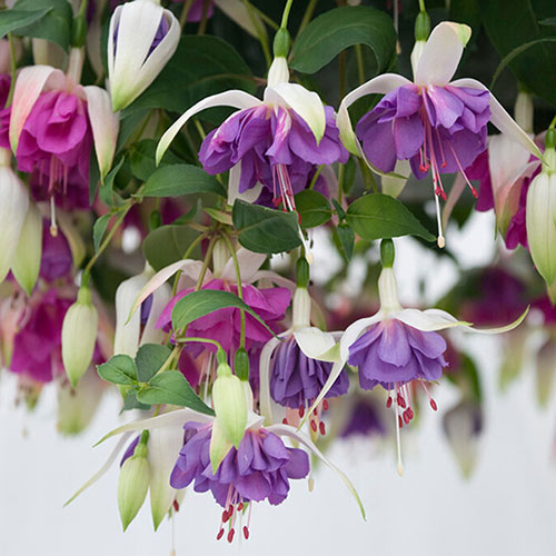 Fuchsia Trailing Collection 