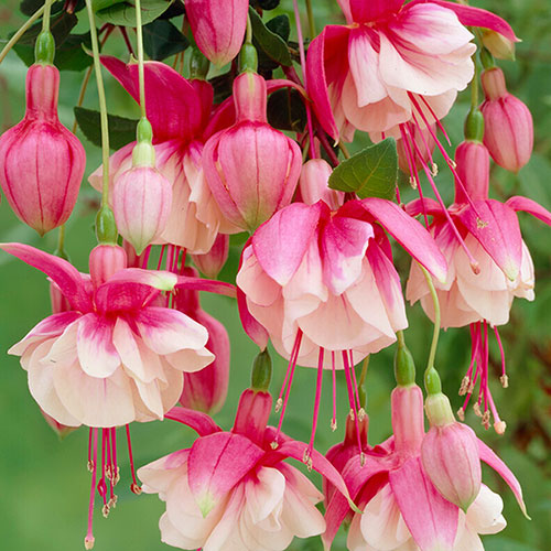 Fuchsia Trailing Collection 