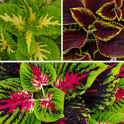 Coleus Kong Collection 