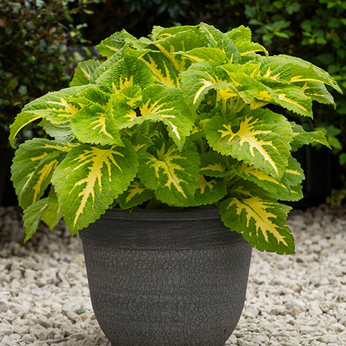 Coleus Kong Collection 