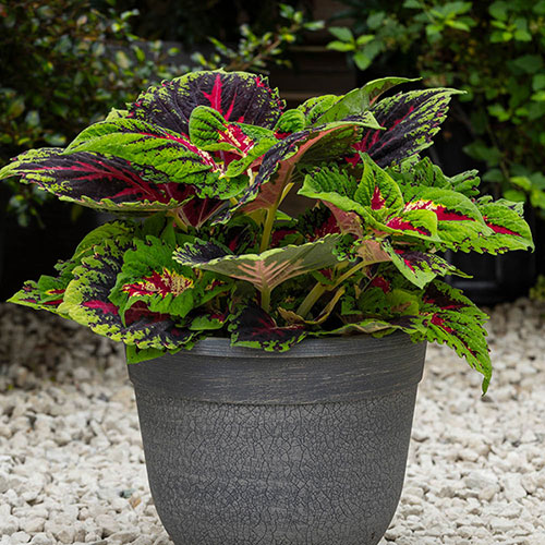 Coleus Kong Collection 