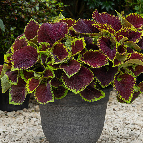 Coleus Kong Collection 