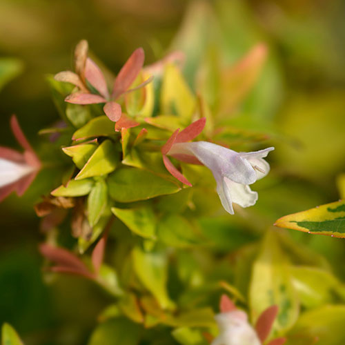 Abelia grandiflora Kaleidoscope 
