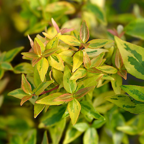 Abelia grandiflora Kaleidoscope 