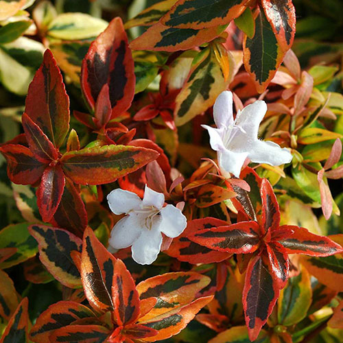 Abelia grandiflora Kaleidoscope 