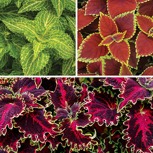 Coleus Collection