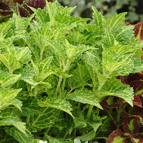 Coleus Collection