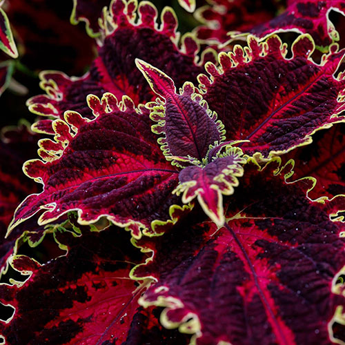 Coleus Collection