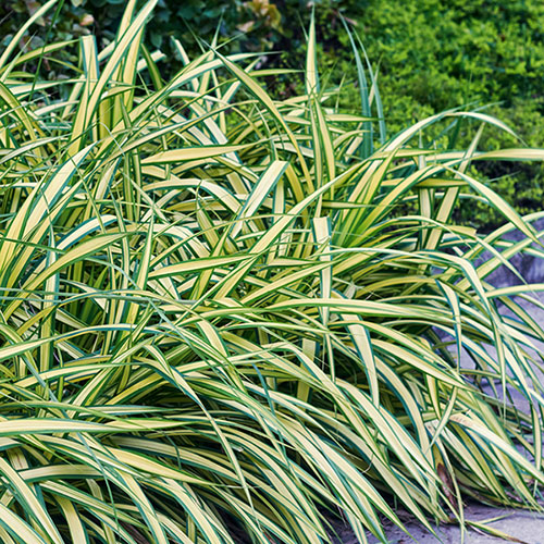 Carex oshimensis Evergold Carex oshimensis Evergold