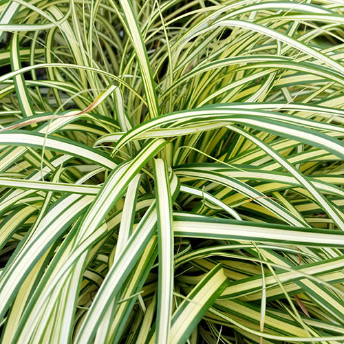 Carex oshimensis Evergold Carex oshimensis Evergold