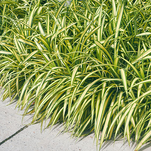Carex oshimensis Evergold Carex oshimensis Evergold