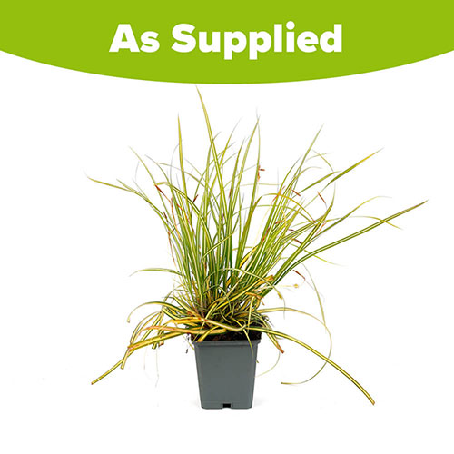 Carex oshimensis Evergold