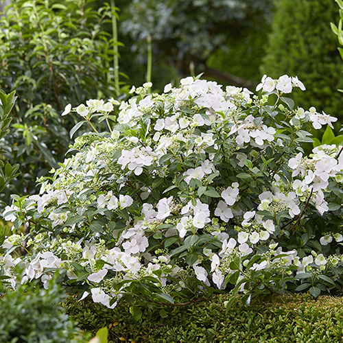 Hydrangea Runaway Bride