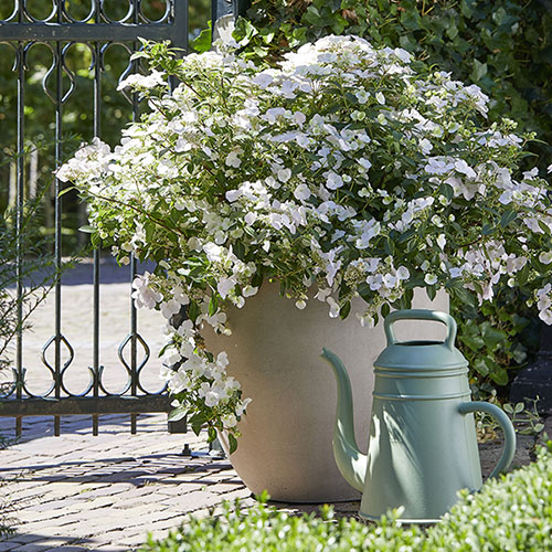 Hydrangea Runaway Bride
