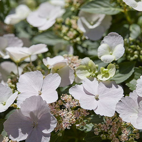 Hydrangea Runaway Bride