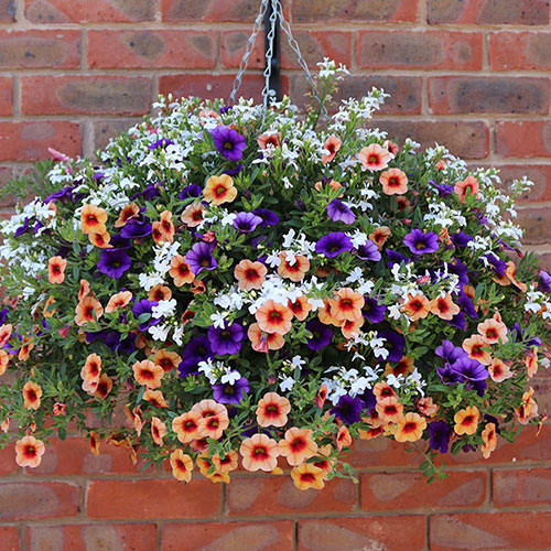 Fruit Salad Hanging Basket Plug Plants